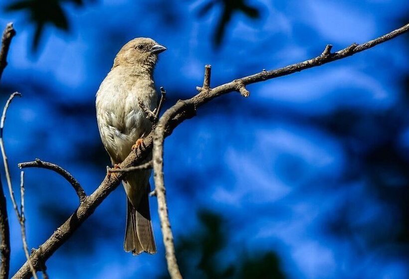 Bed & Breakfast Pierneef's Kraal