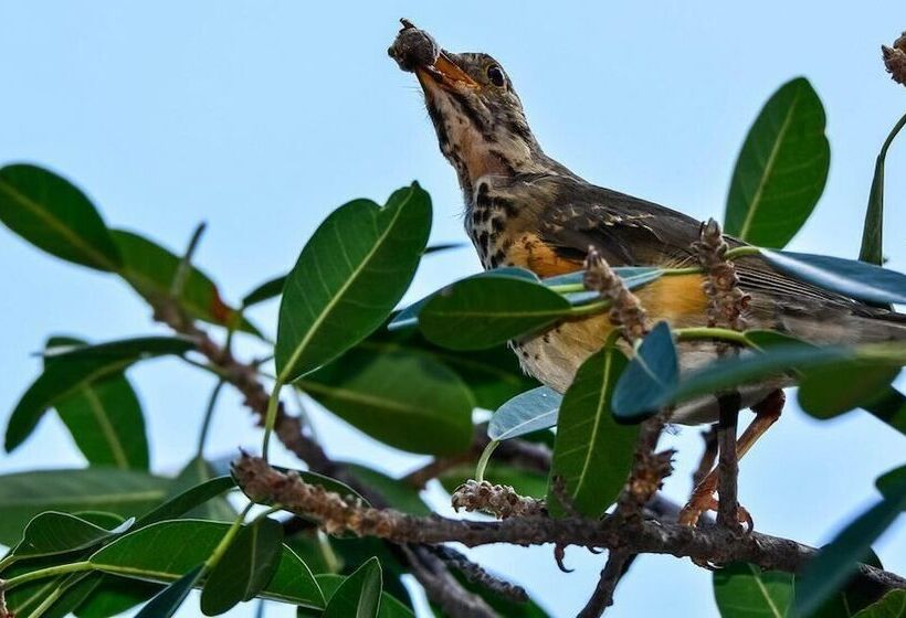 Bed & Breakfast Pierneef's Kraal