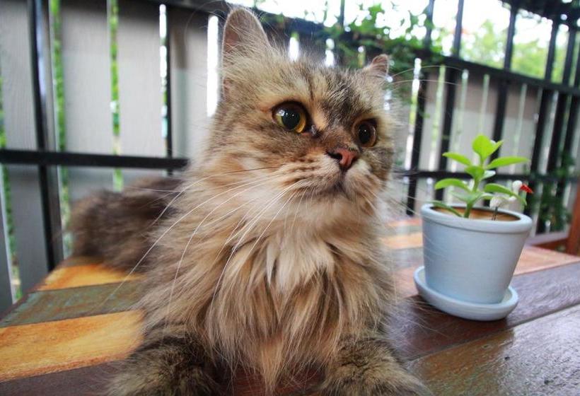 בית מלון כפרי Nakara Boutique