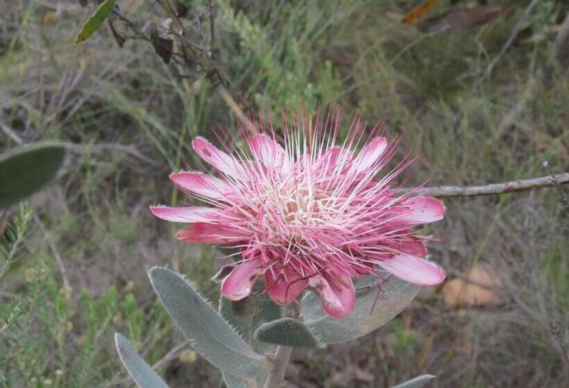 הוסטל Swartberg Backpackers