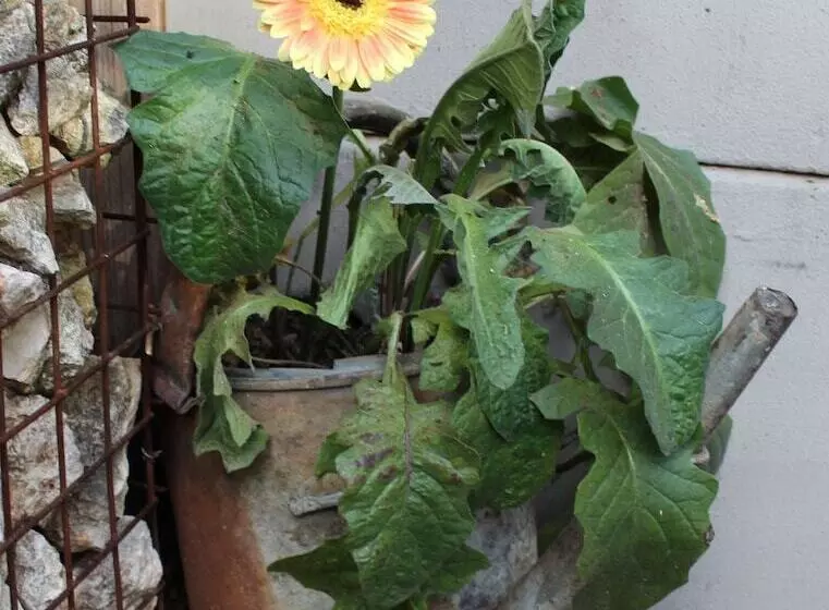Majatalo Cottonwood Guesthouse