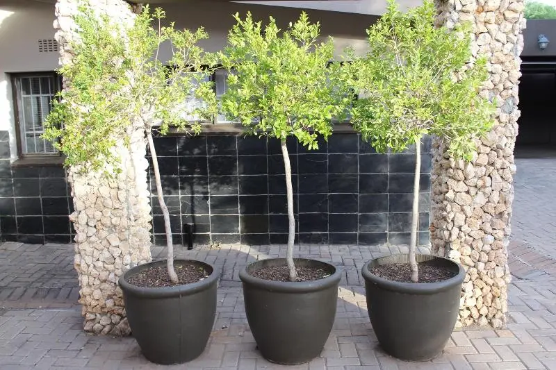 Majatalo Cottonwood Guesthouse