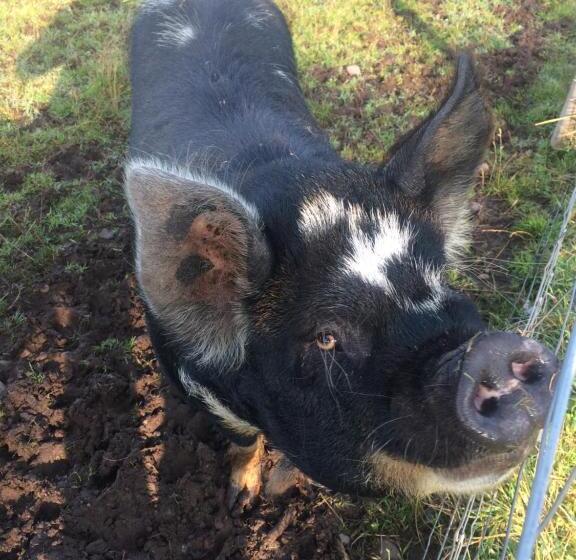 호텔 The Lovecroft Guest House