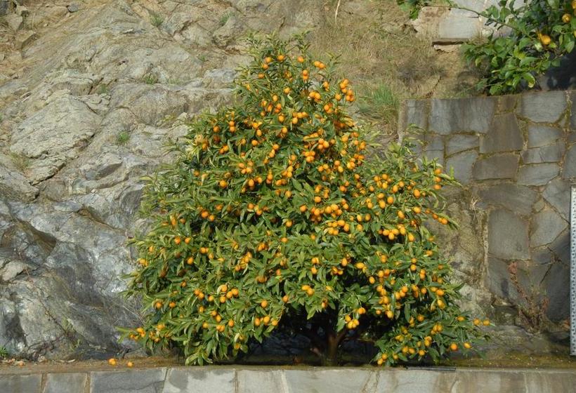 민박 Bed&Breakfast Villa Luisa