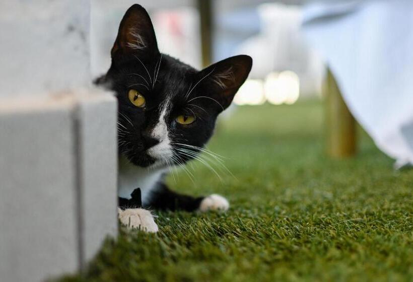 فندق Baffo Rosso