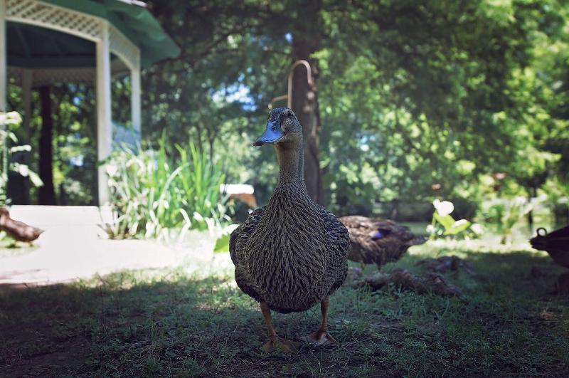 住宿加早餐 The Myrtles