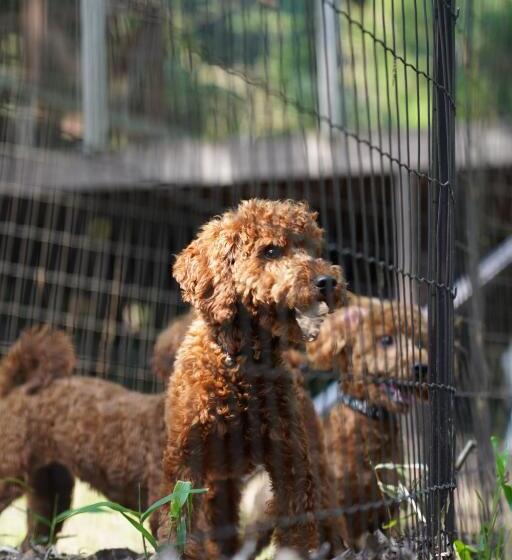 Hotelli フォレスタ阿蘇車帰