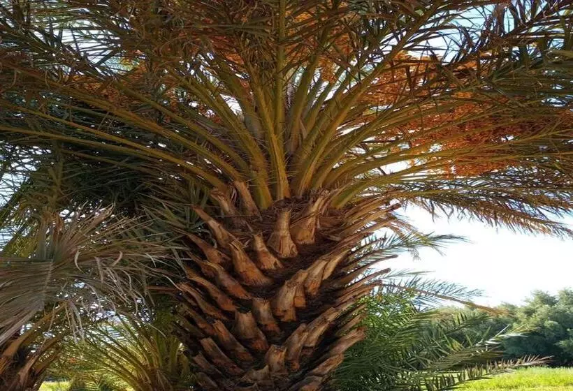 ホテル Palmabella, Tinghir Tagoumast