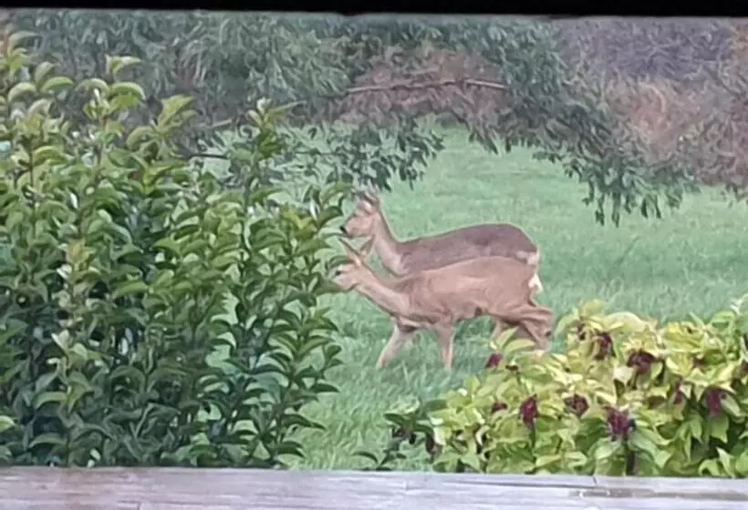 Aamiaismajoitus (B&B) Au Grain De Folie