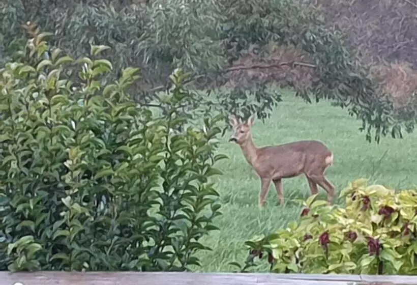 Aamiaismajoitus (B&B) Au Grain De Folie