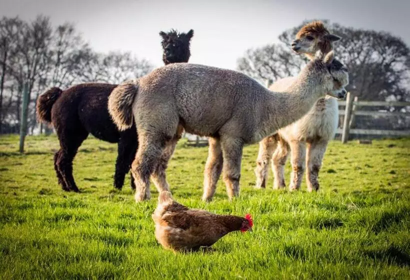 ベッドアンドブレックファースト Smallholding Retreat