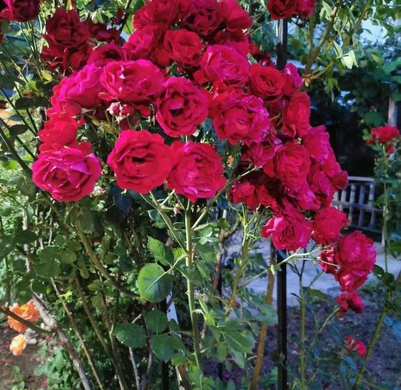 پانسیون Casa Mattia