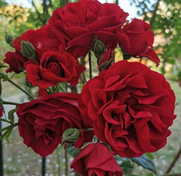 پانسیون Casa Mattia