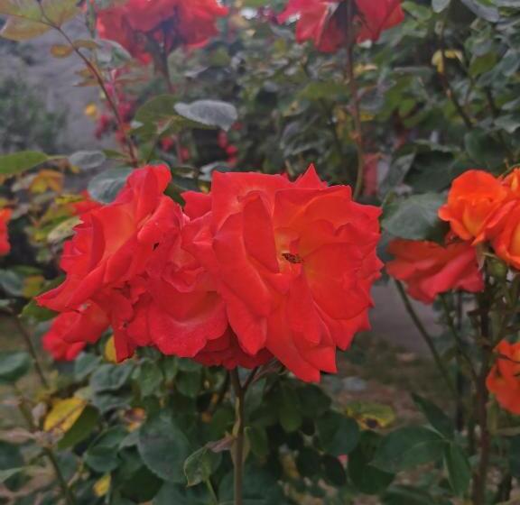 پانسیون Casa Mattia