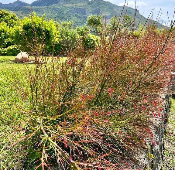 هتل Boutique Ischia