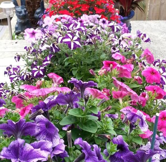 Lush & Co Auckland Bed & Breakfast