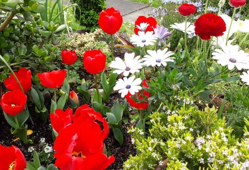 Lush & Co Auckland Bed & Breakfast