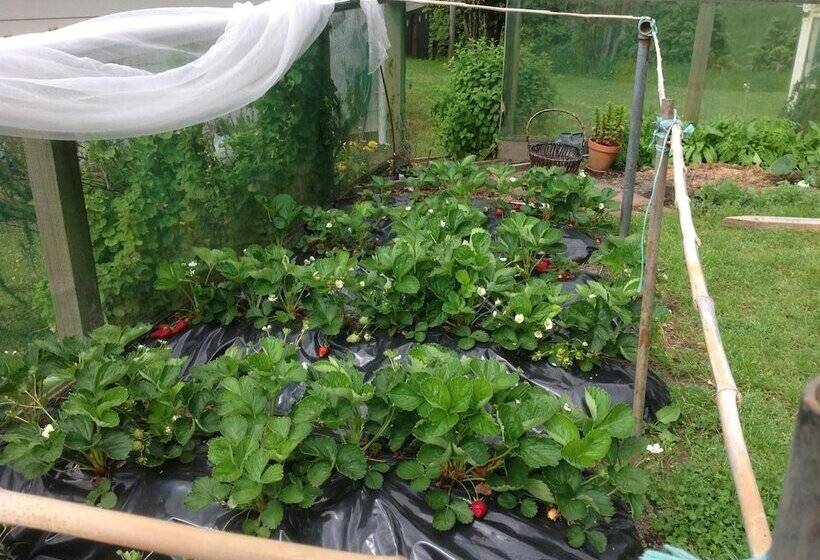 Rolling Hills Country Stay B&b