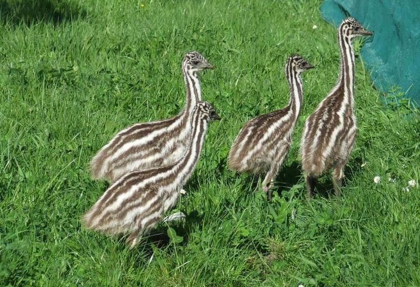 Runciman Berries And Emus B&b