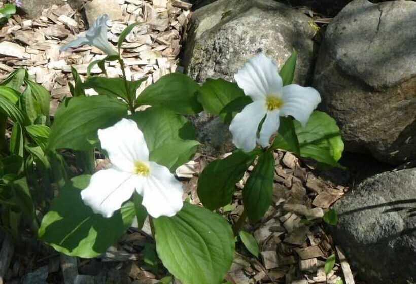A Muskoka Dream Catcher Bed & Breakfast