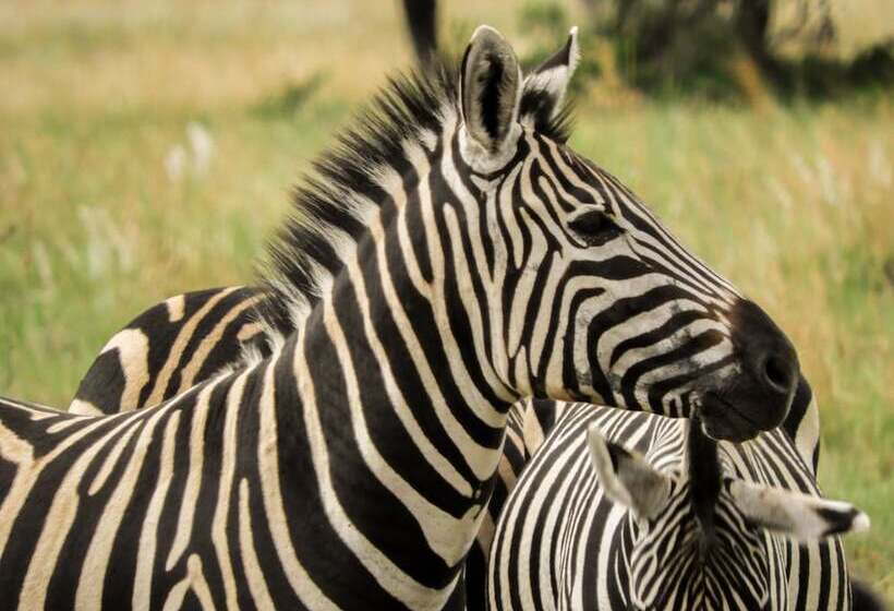 Hotel Monateng Safari Lodge