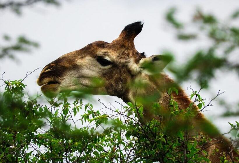 Hotel Monateng Safari Lodge