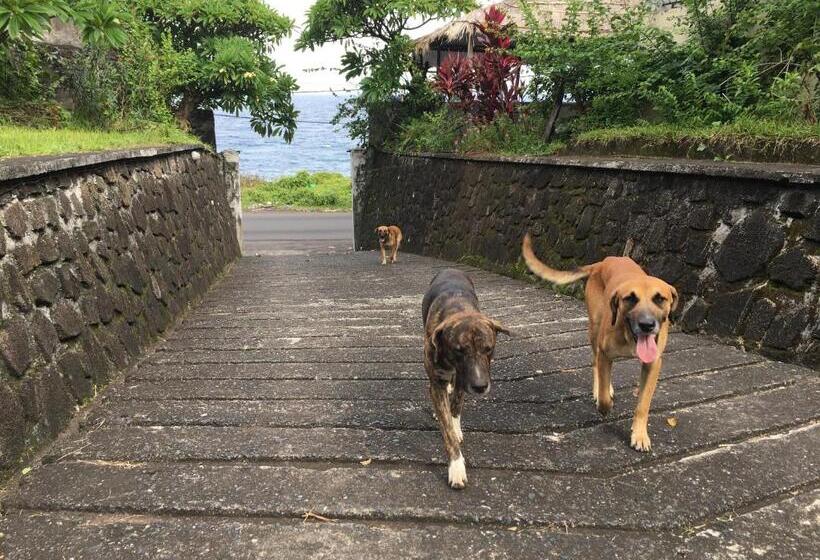 Bed and Breakfast Farida Lodge