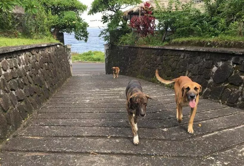 تختخواب و صبحانه Farida Lodge