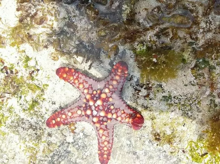 Majatalo Eden Paradise Zanzibar