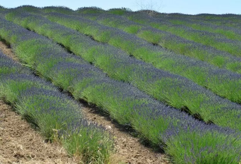 Belvilla By Oyo Lentisco