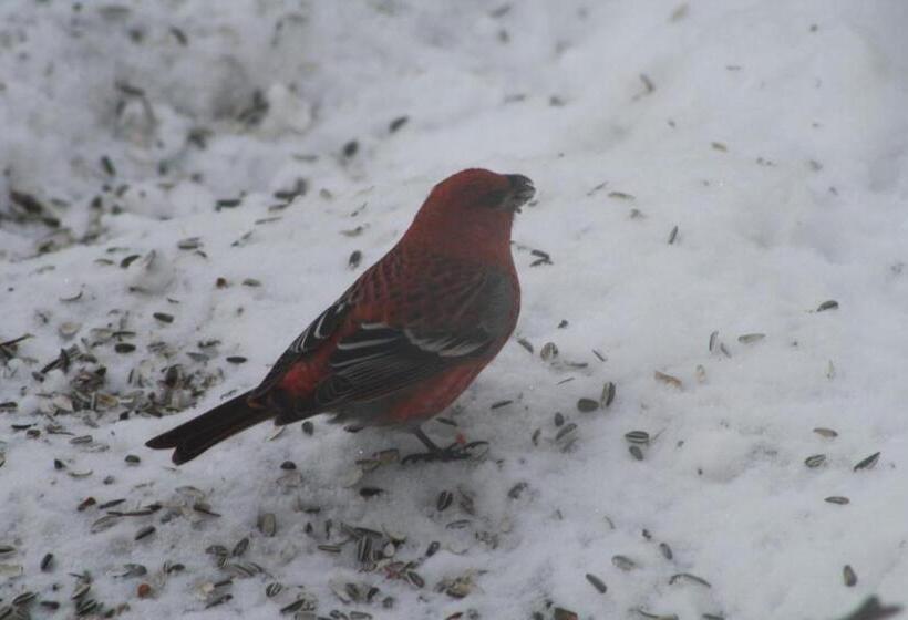 مبيت وإفطار Neljän Tuulen Tupa