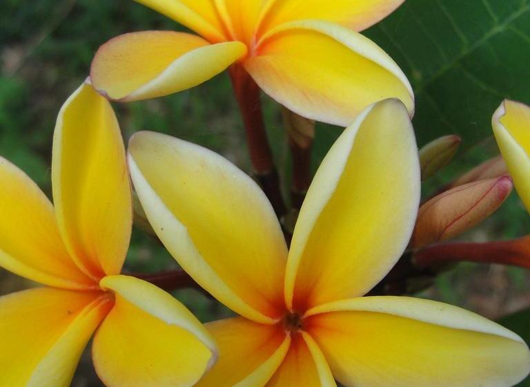 Reef Motel - Aitutaki