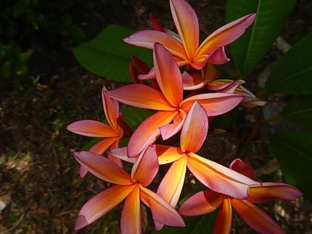 Reef Motel - Aitutaki