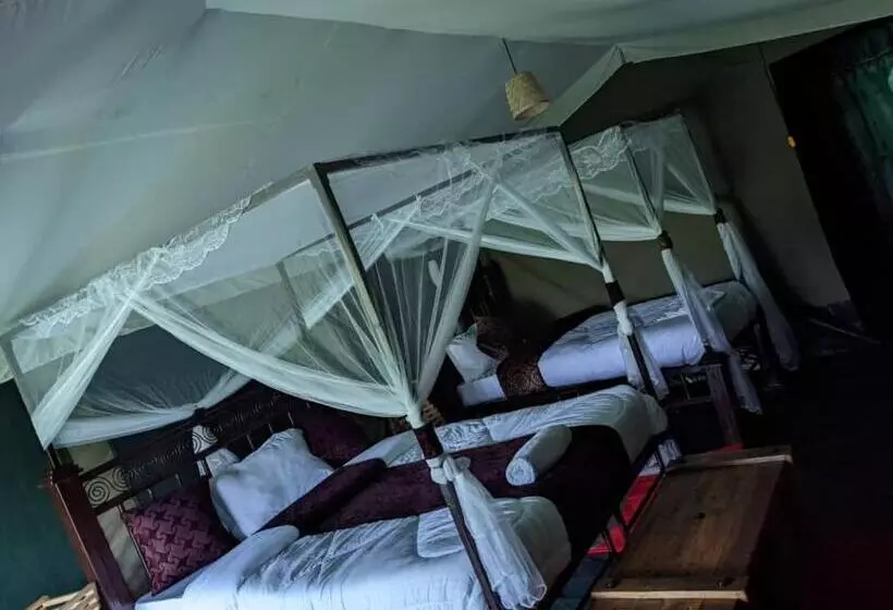 ホテル Robin Safari Camp Serengeti