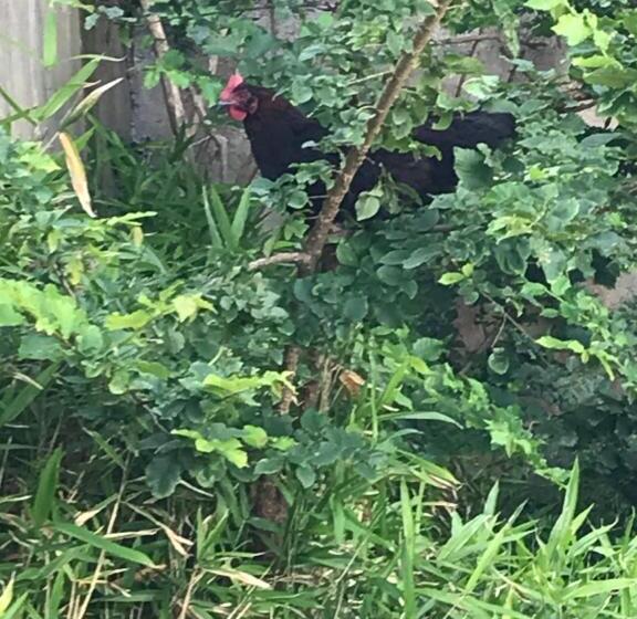 Pension Sangatte Guest House   Studio Terrace   Seafront