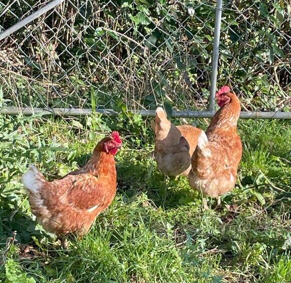 مبيت وإفطار The Loft At Henton Lodge