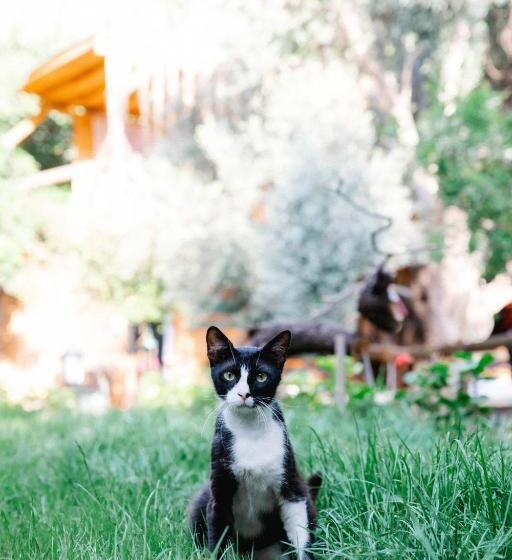 Курорт Kaplumbağa Bungalows