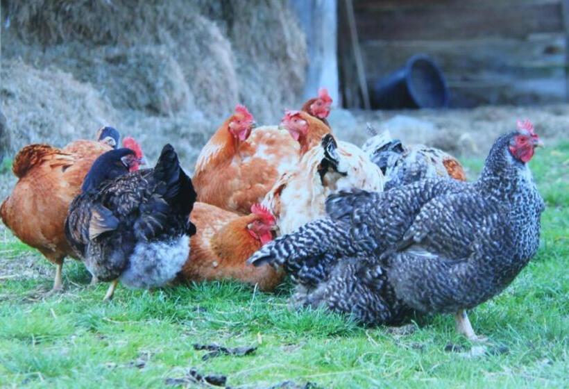 Bed and Breakfast Auberge De La Croix Du Maupas