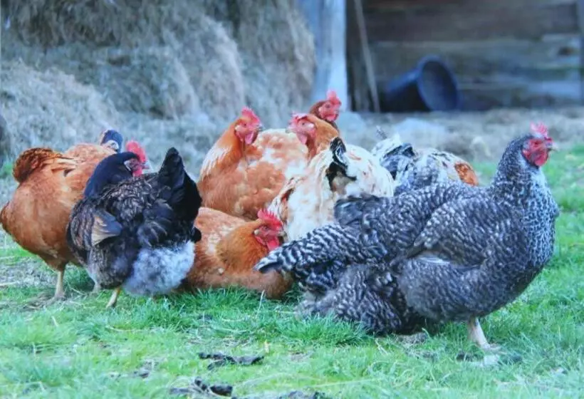 ベッドアンドブレックファースト Auberge De La Croix Du Maupas