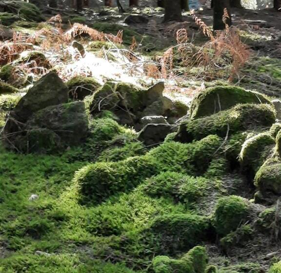 פנסיון Le Presbytère Des Renards