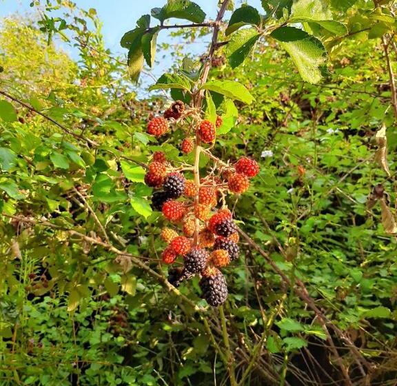 민박 Il Giardino Dei Sogni