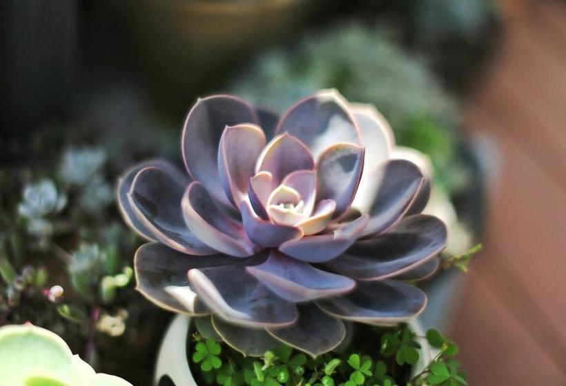 فندق Heshun Xinyue Boutique Inn