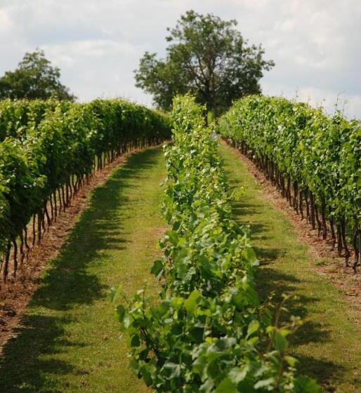 膳宿费 Penzion Vinařství Tomanovi