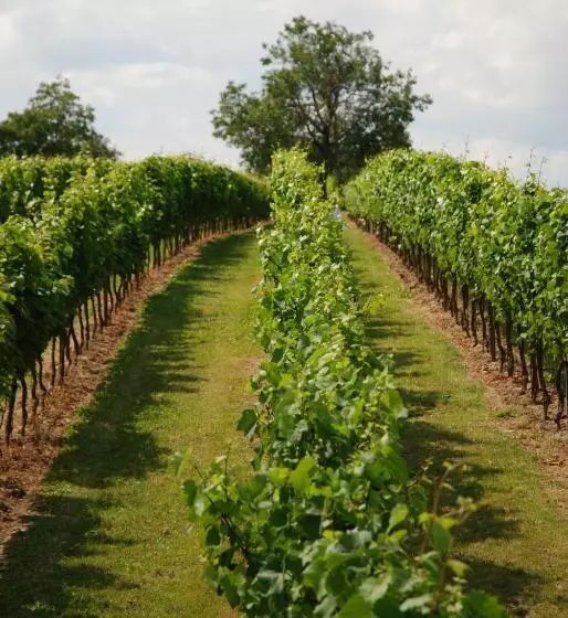 Majatalo Penzion Vinařství Tomanovi