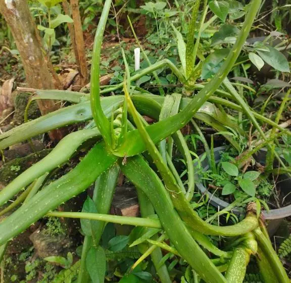 Majatalo Moon Light Rest