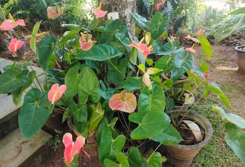 Majatalo Moon Light Rest