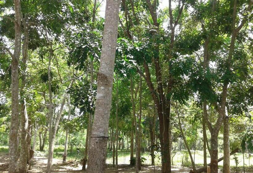 ベッドアンドブレックファースト Wild Hut Habarana