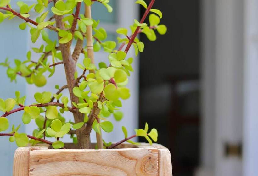 Bed and Breakfast Bergview Guesthouse Swellendam