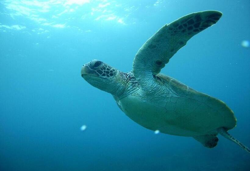 Bed and Breakfast Maetakeso