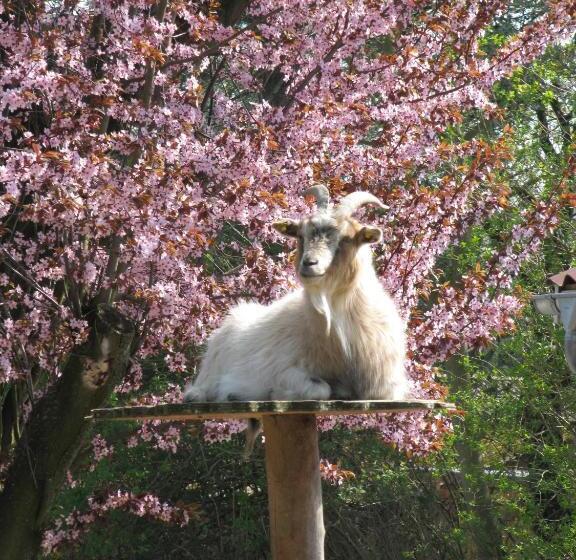 Danhostel Sønderborg Vollerup